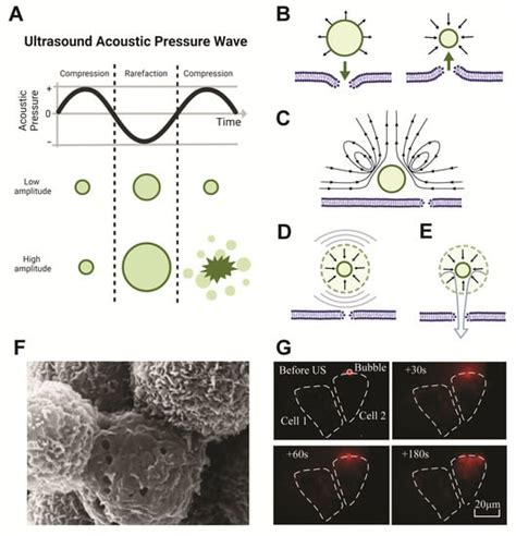 Pharmaceutics Free Full Text Microbubblenanoparticle Complexes For