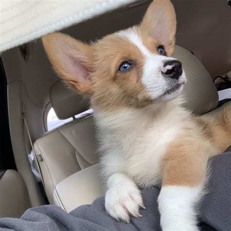 Hi I’m Charlie 12 Week Old Corgi Mini Aussie And I’m New Here Incorgnito