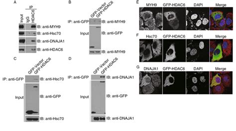 HDAC6 Interacts With The New Substrates A 293T Cell Lysates Were