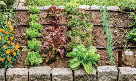 Kitchen Garden How To Set Up Your First Kitchen Garden