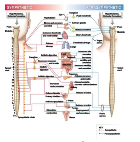 Autonomic Nervous System Flashcards Quizlet