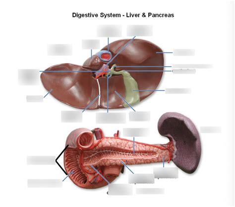 Liver And Pancreas Diagram Diagram Quizlet