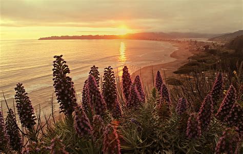 Flores Rojas Con Vista Al Oc Ano Durante La Puesta De Sol California