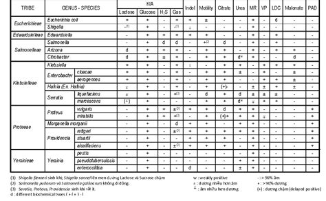 BẢNG ĐỊNH DANH VI KHUẨN ĐƯỜNG RUỘT - medilabbaclieu