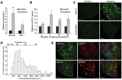 A Relative Mir 21 Expression In Mouse And Rat Drg At 7 Days Following