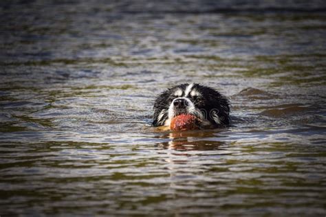 Border Collie Is Swimming In The Water Stock Image Image Of Grass