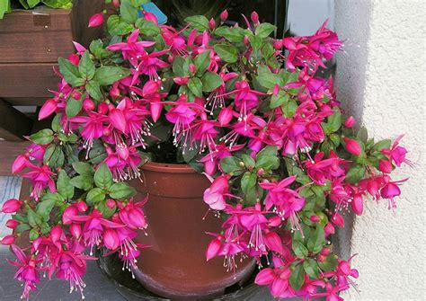 Growing Fuchsia Plant How To Grow Fuchsia In A Pot Fuchsia Care Naturebring