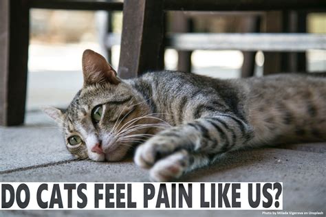 Do Cats Feel When You Are Sad At Esther Cunningham Blog