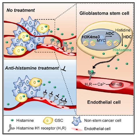 Cell Stem Cell潘欣 李爱玲团队发现胶质母细胞瘤干细胞分泌组胺促进肿瘤进程 丁香实验