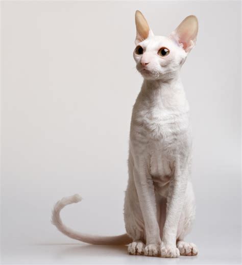 コーニッシュレックス Cornish Rex