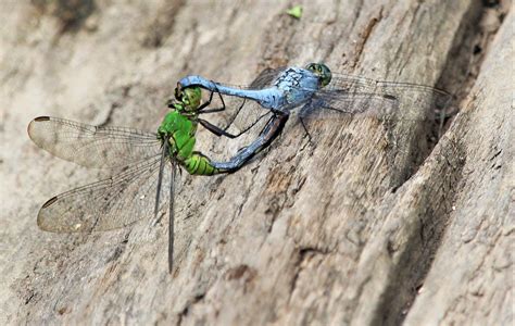 These Dragonflies Having Sex R Mildlyinteresting