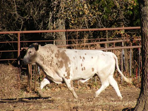 Bucking Bulls: Winter training for bucking bulls and riders