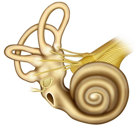 Cochlea Med Stigbygeln Stock Illustrationer Illustration Av Medel