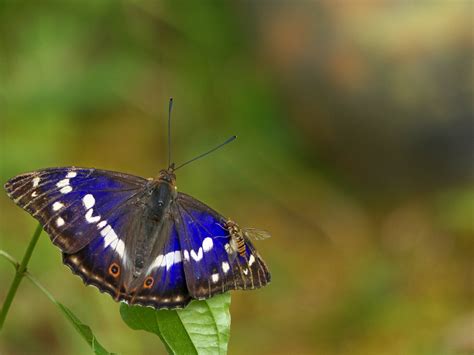 Großer Schillerfalter Schwebfliege Purple emperor ho Flickr