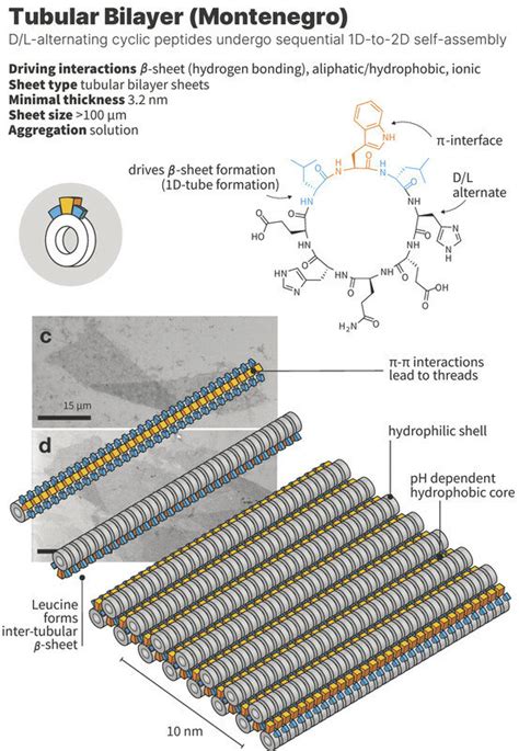 Schematic Representation Of A Tubular Bilayer Reported By Montenegro Et