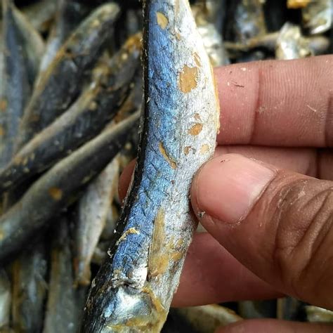 Jual Ikan Asin Cue Rebus Kg Shopee Indonesia