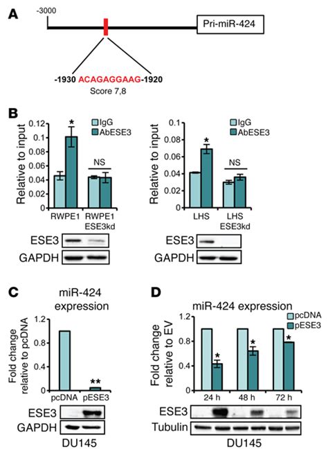 Ese Ehf Occupies Mir Promoter Region And Represses Mir