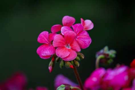 Kwiat Pelargonia Flora Darmowe zdjęcie na Pixabay Pixabay