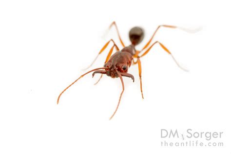 ants news   latest  ants page   science
