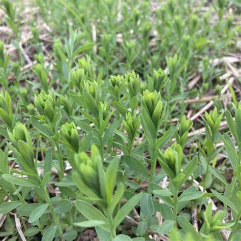 Flax – Crops and Soils