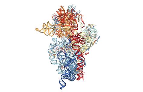 | Structure of the Thermus thermophilus 30S Ribosomal Subunit ...