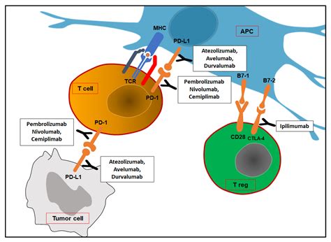 Biomedicines Free Full Text Immune Checkpoint Inhibitors In Renal