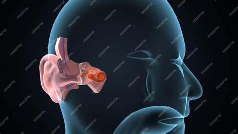 Osso Atrás Da Orelha Alto - Anatomia da orelha humana em 3D | imagem Premium gerada com IA
