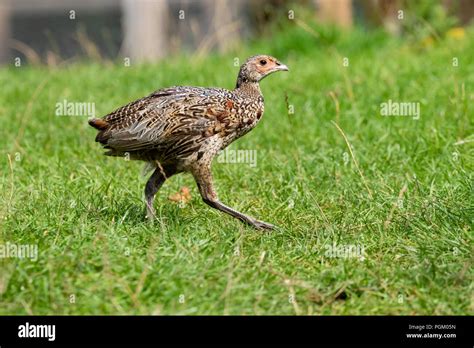 Pheasant Poult Hi Res Stock Photography And Images Alamy