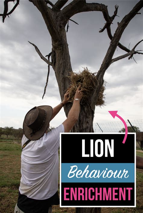 Lion Conservation & Behaviour Enrichment | Lion behavior, Volunteer ...