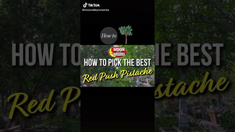 Fall Color Pro Tip How To Select The Best Red Push Chinese Pistache