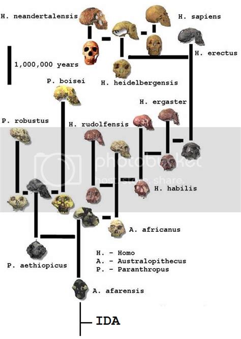 Scientists Unveil Missing Link In Evolution