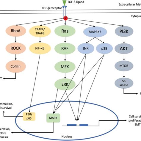 The Non Canonical Tgf β Signaling Pathways This Pathway Also Known As Download Scientific