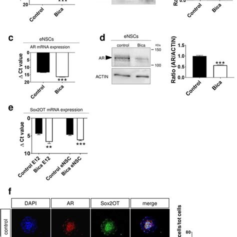 AR Antagonist Bicalutamide Reduces AR And Sox2OT Levels In Mouse E12 0