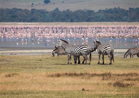 Los Mejores Safaris En Frica Que Merecen Estar En Tu Bucket List