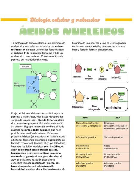 Ácidos nucleicos Anatolearning notes Fátima Paico B uDocz