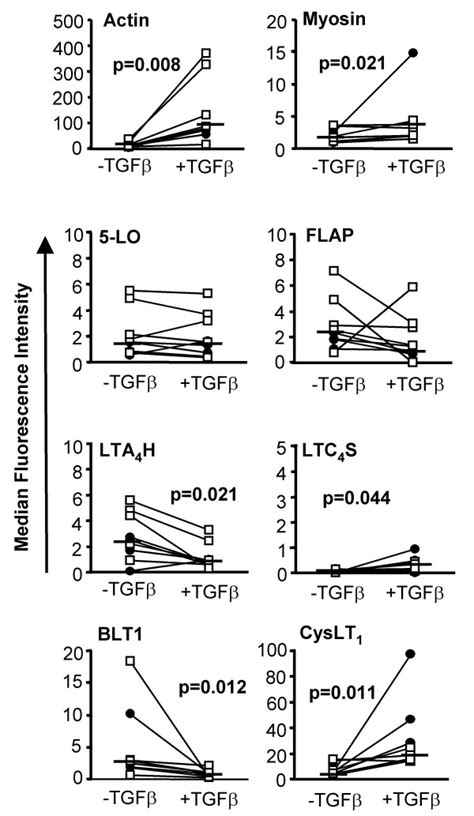 Effects Of Tgf On Expression Of Contractile Proteins Lo Pathway