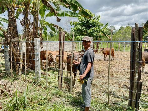 Cerita Peternak Lokal Antarkan Hewan Qurban Hingga Ke Pelosok Maluku