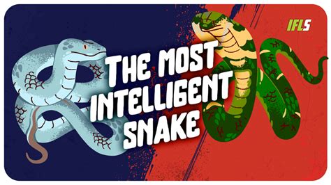 Female Frogs Have “Noise-Cancelling Headphones” In Their Lungs, Tuning ...