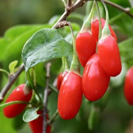 Goji Berry Seeds Or Wolfberry For Sale