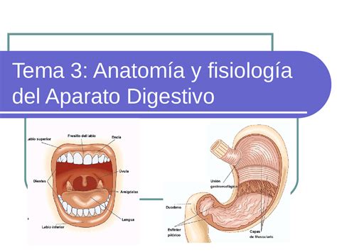 AnatomÍa Y FisiologÍa Del Aparato Digestivo Docsity