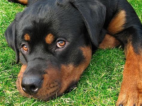 Rottweiler Dog Breed Photos | Dog Pictures Online