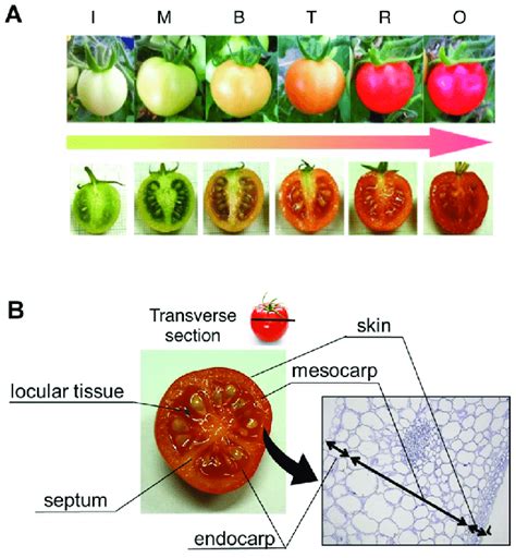 Preparation For Tissue Specific Analysis A The Fruit Ripening Stages