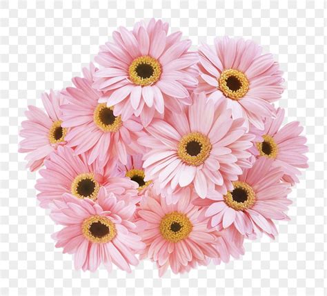 Gerbera Flower Pink Gerbera Daisy Flower Flowers For You Pink