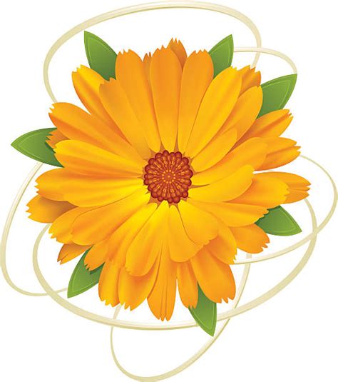 410+ Yellow Chrysanthemum Clip Art Stock Illustrations, Royalty-Free ...