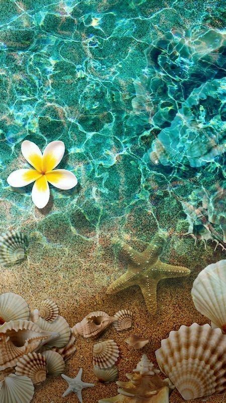 Shells And Starfish On The Beach With A Yellow Flower Floating In The