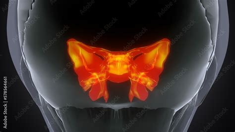 3d render human sphenoid bone anatomy Stock Illustration | Adobe Stock