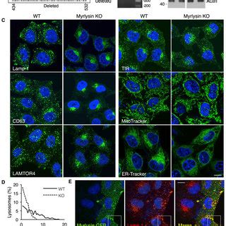 Borc Recruits Alr B To Lysosomes A Schematic Representing The