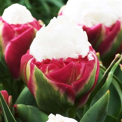 Tulipan Tulipa Ice Cream Szt Cebule K Cza I Bulwy Tulipany