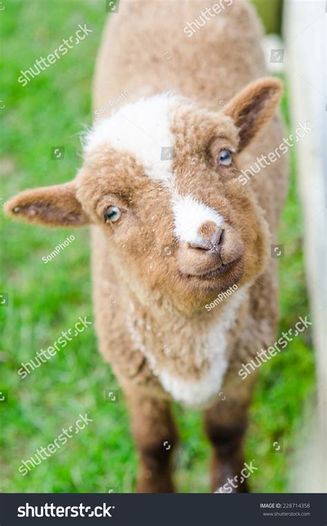 Cute Baby Lamb Farm Stock Photo 228714358 Shutterstock