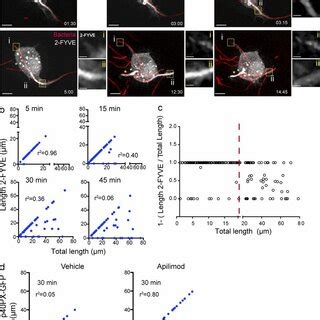 PtdIns 3 P Synthesis At TPCs Is Driven By The Class III PtdIns